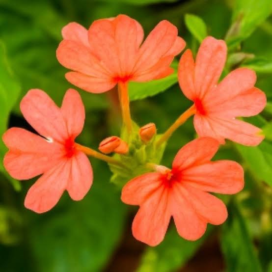 firecracker flower