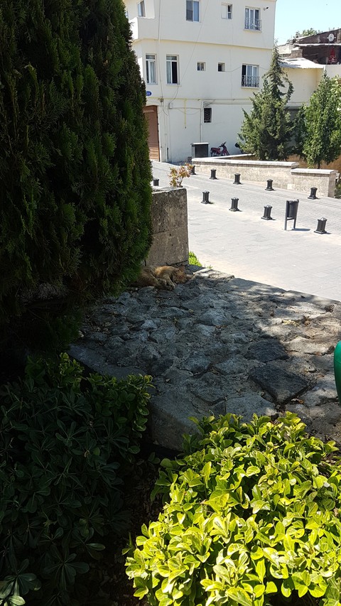 Kedi