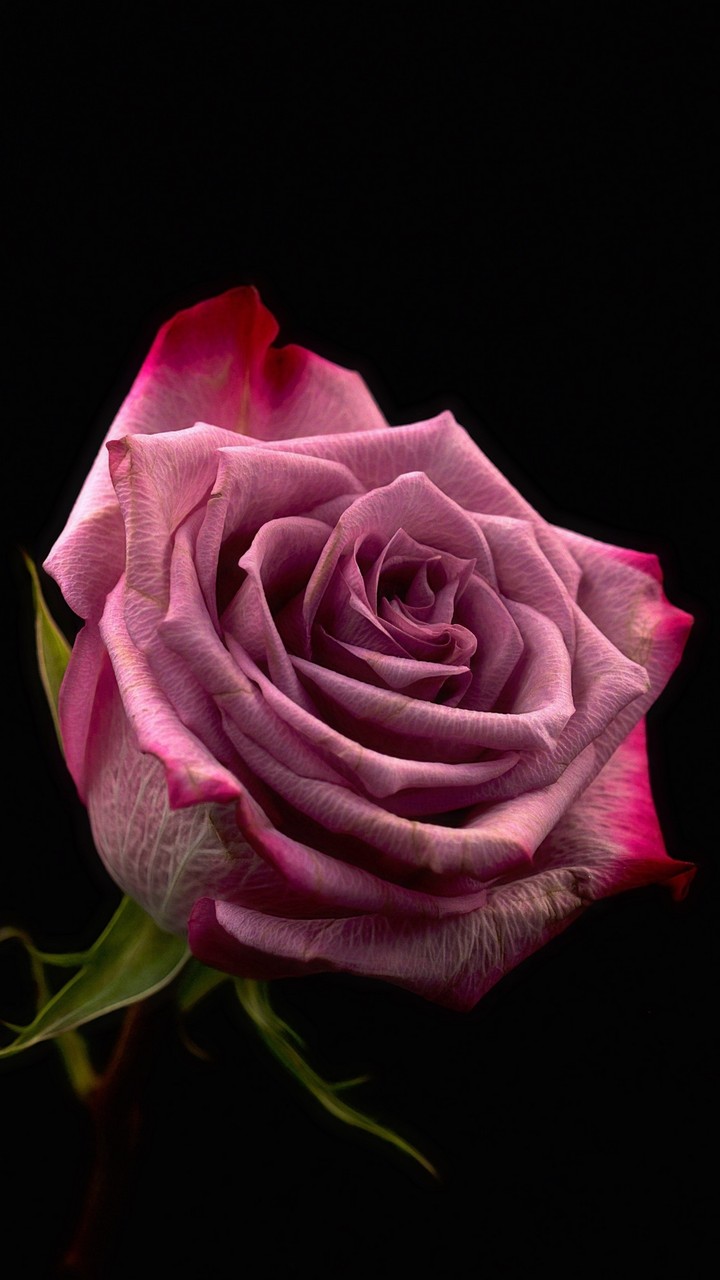 Pink rose