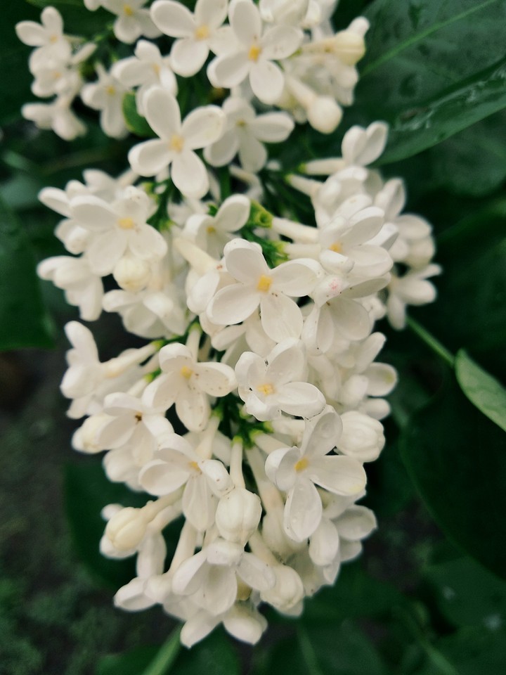 white lilac