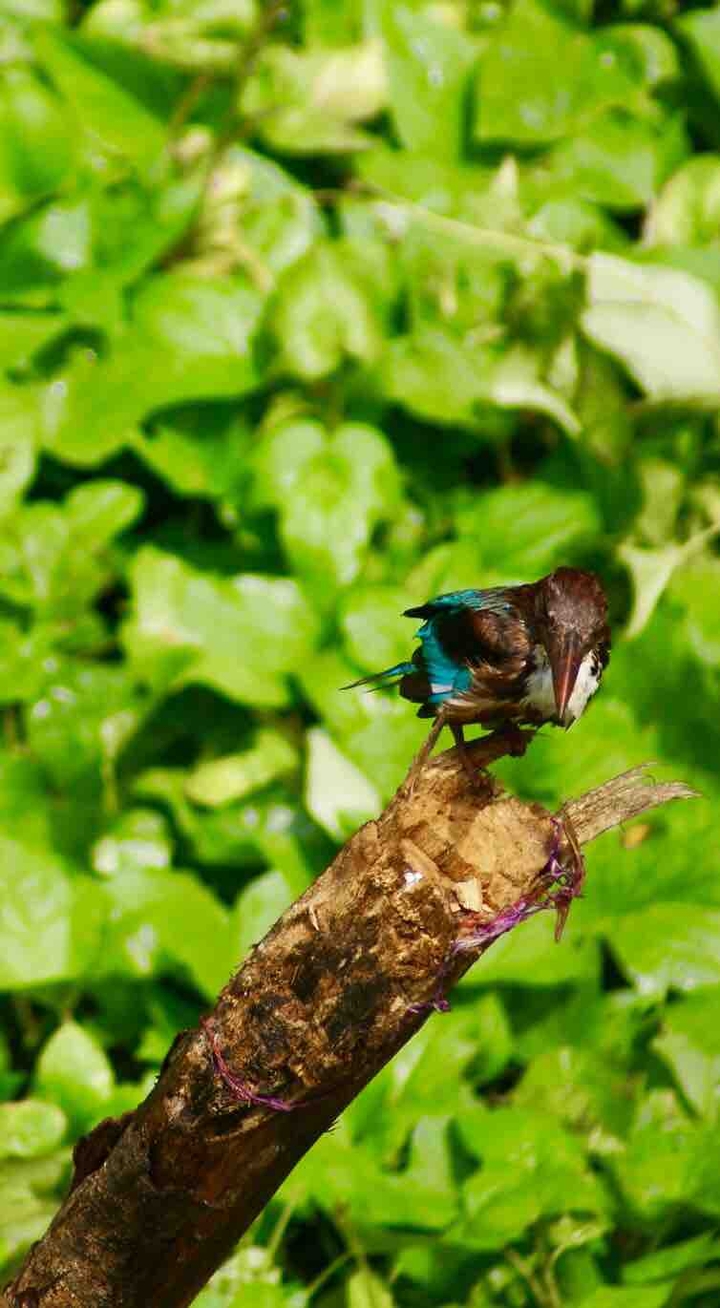 kingfisher