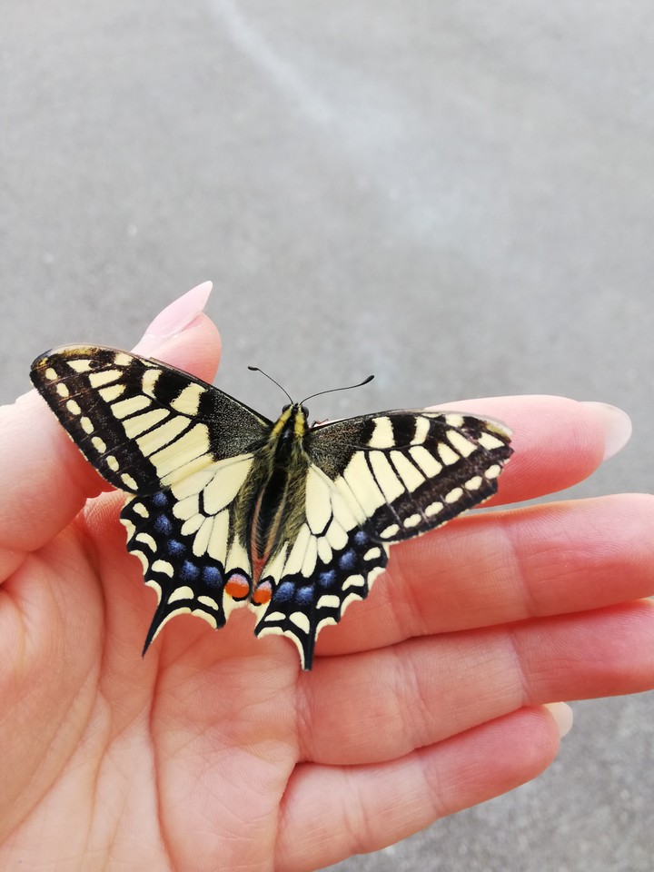 butterfly