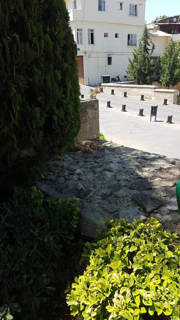 Kedi
