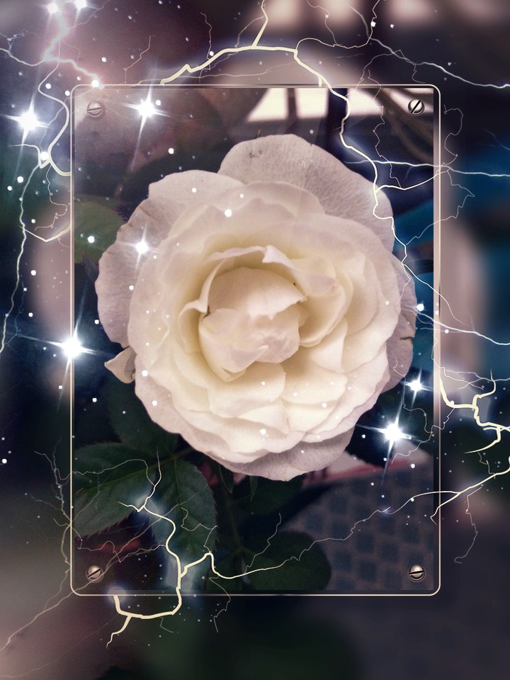 My Rose