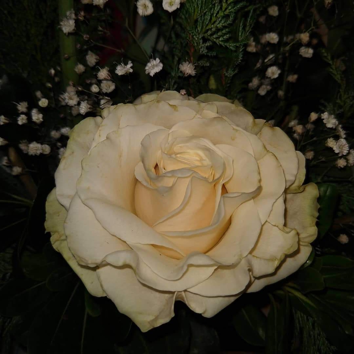 Rosa Blanca