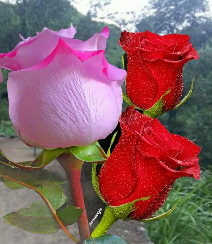 heart  leaval flower