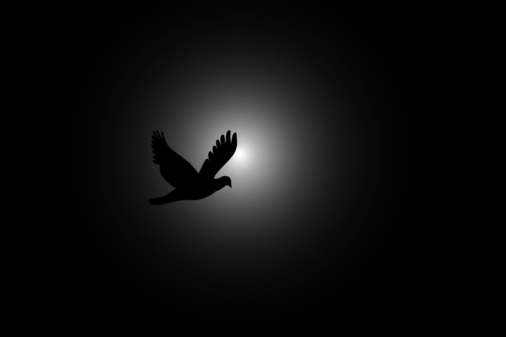 FlY