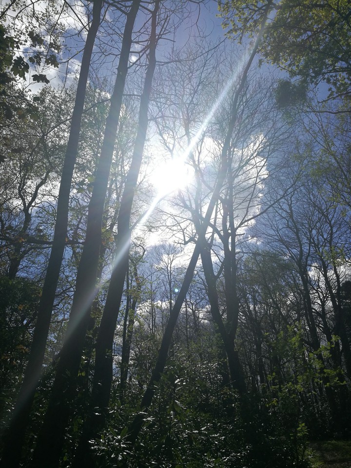 Sunshine Woods