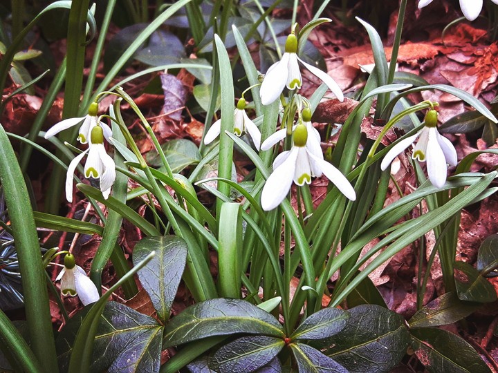 Snowdrops