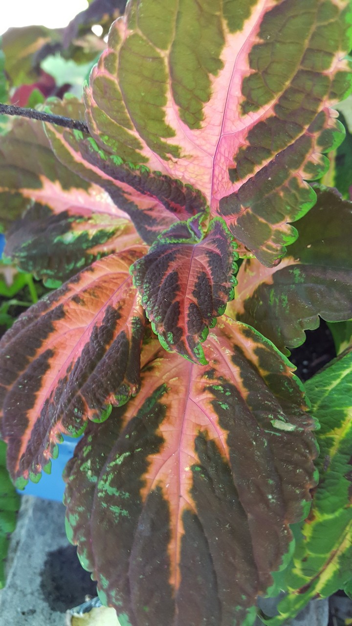 coleus