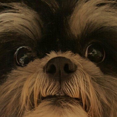 perrito