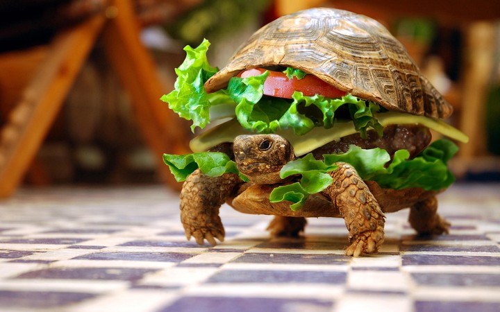 turle
