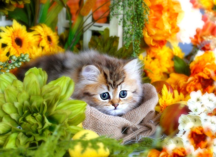 Sweet Cat