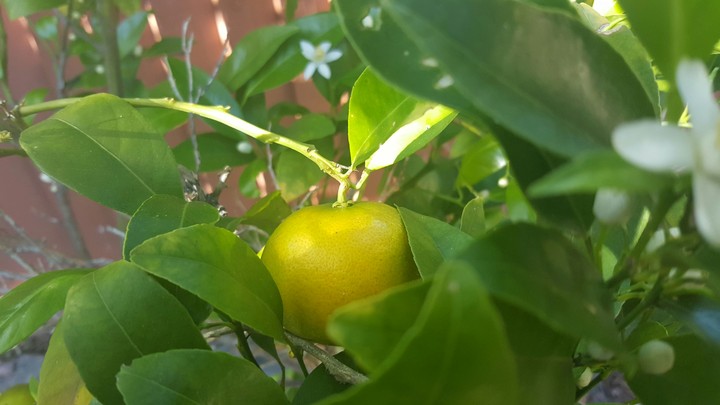 Orange with Blossoms