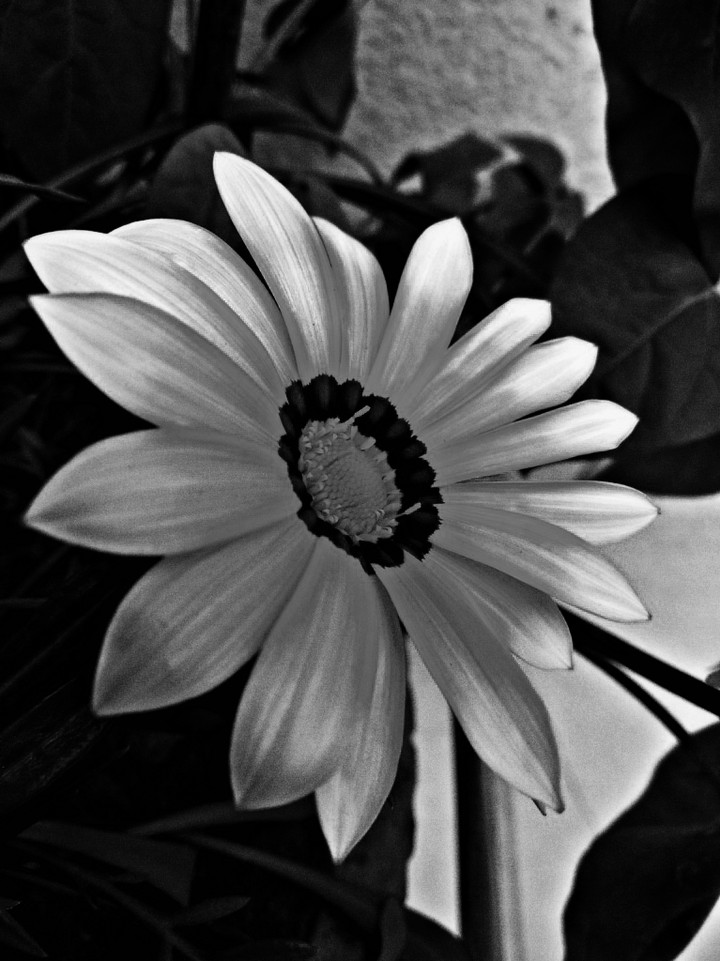 Black Sunlight Daisy