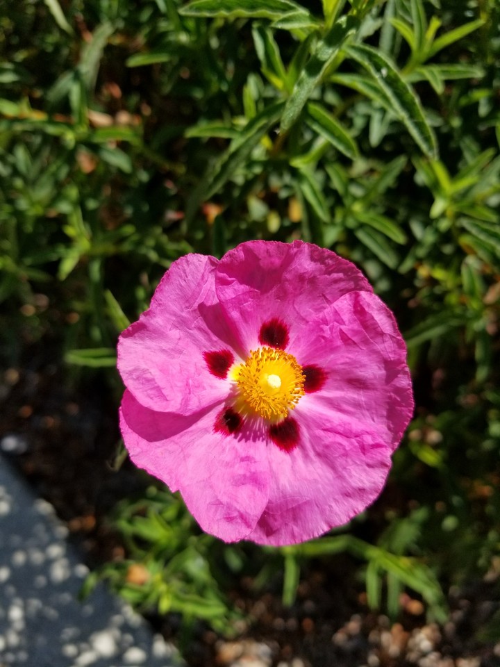 Pink Beauty
