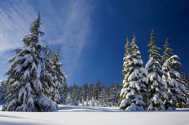 Trees & Snow