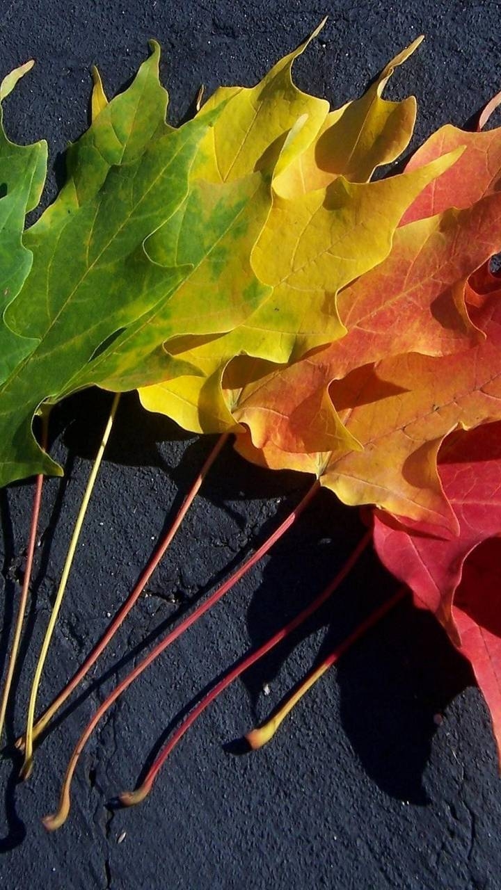 Colorful