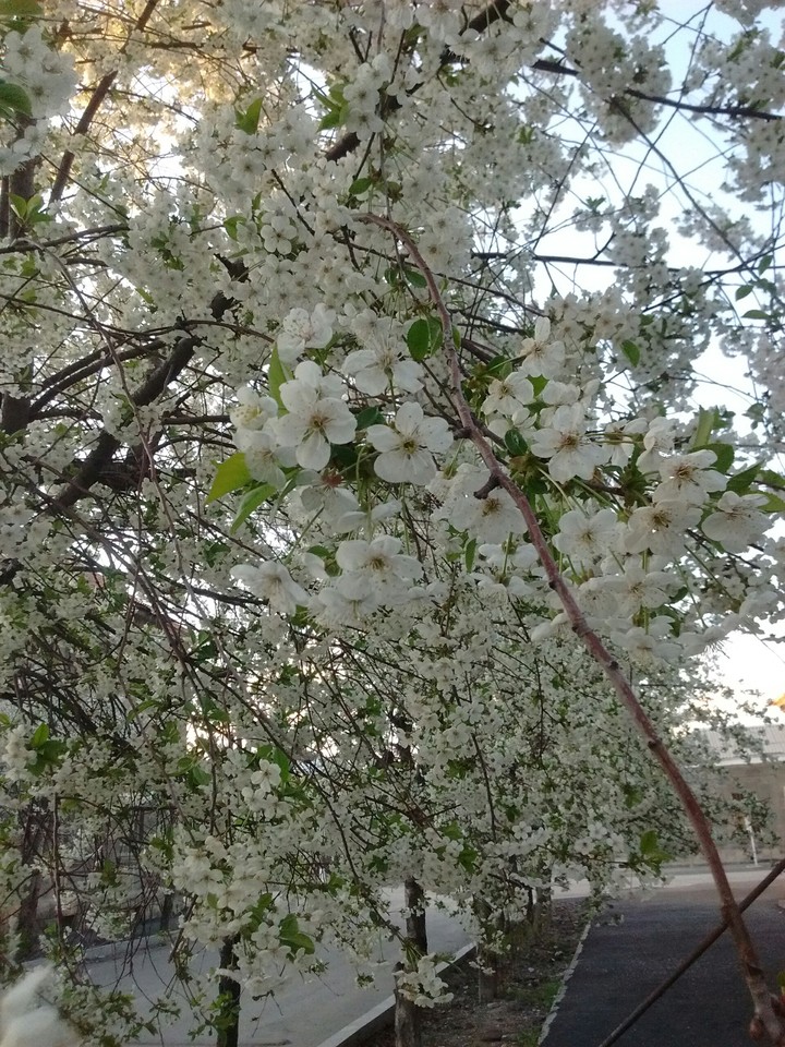 Spring
