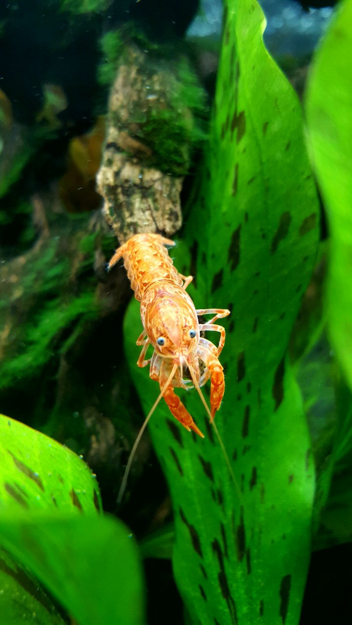 Underwater creature