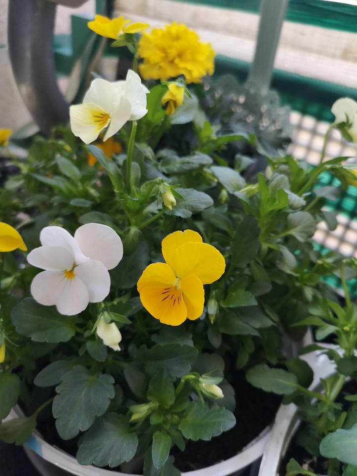 So beautyful flower :)