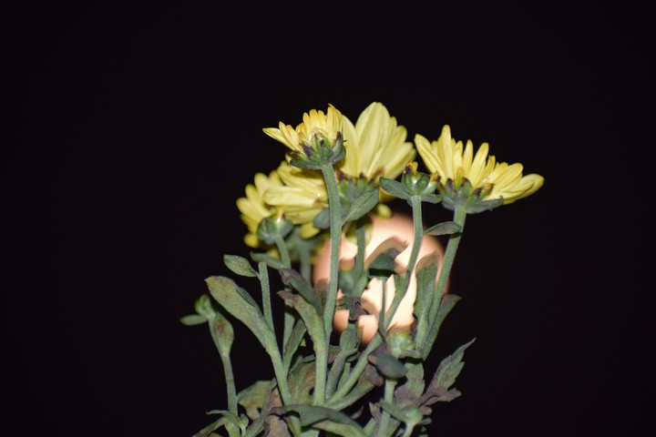 NighT ShoW.. Click : BY ME..
