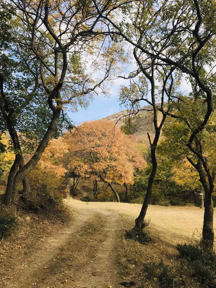 georgia