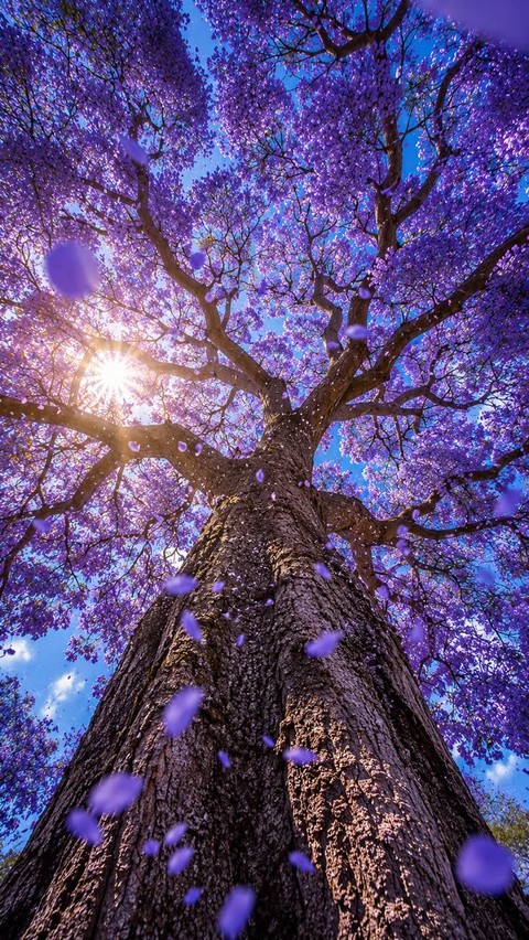 sfondi purple, twig