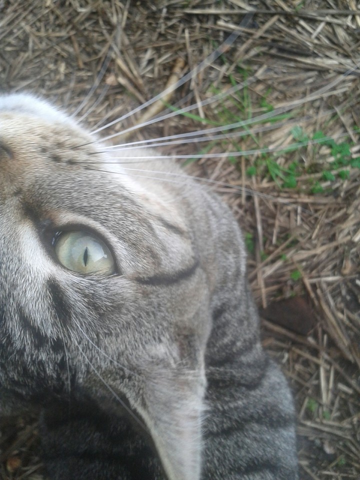 pretty cat