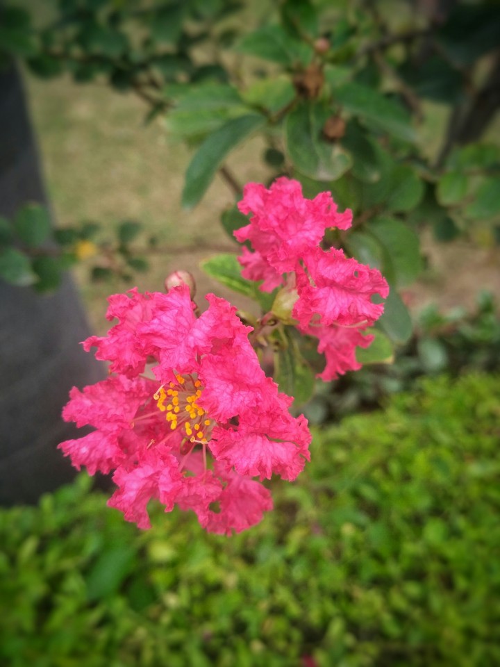 Focused flower