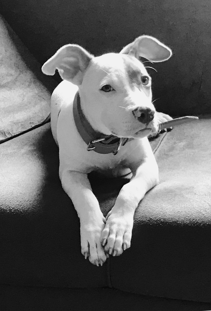 pipoca