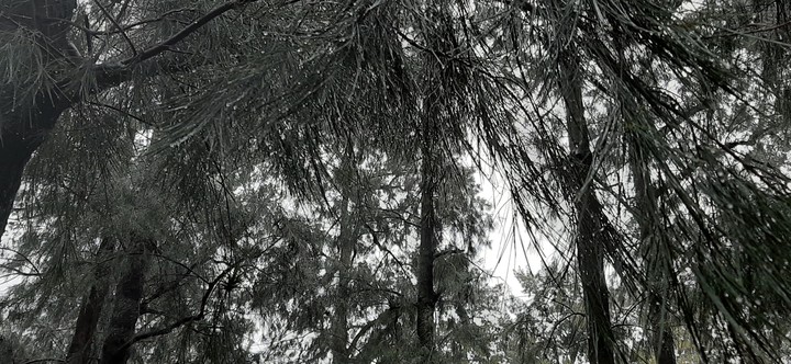Pinos