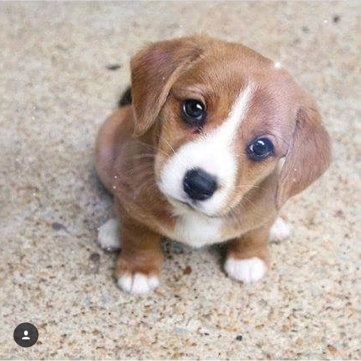 my new pet