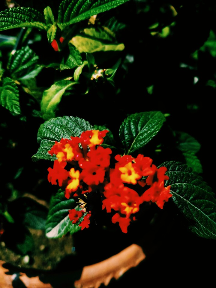 A Bunch of Flowers