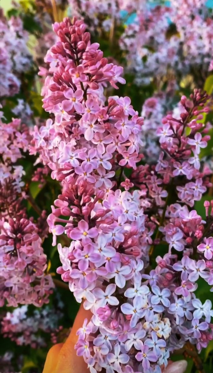 flower Lilac
