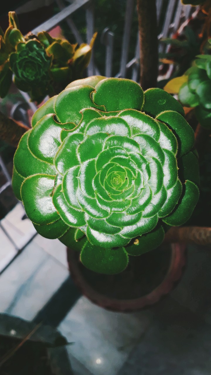 cactus