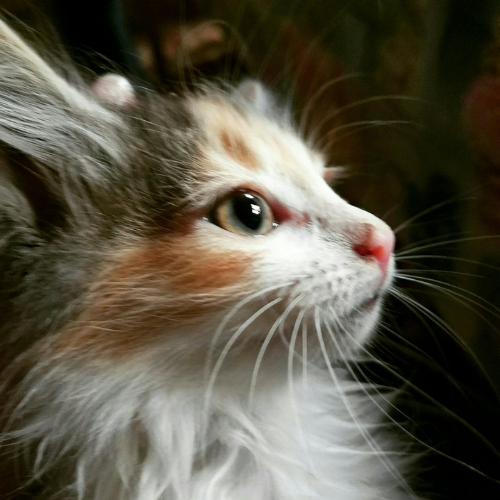 kitten