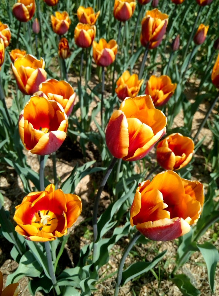 Tulips