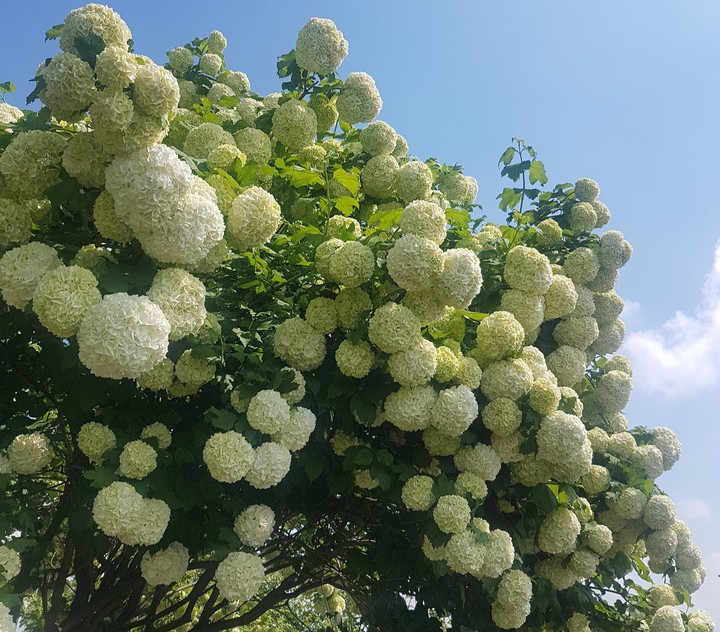 in bloom