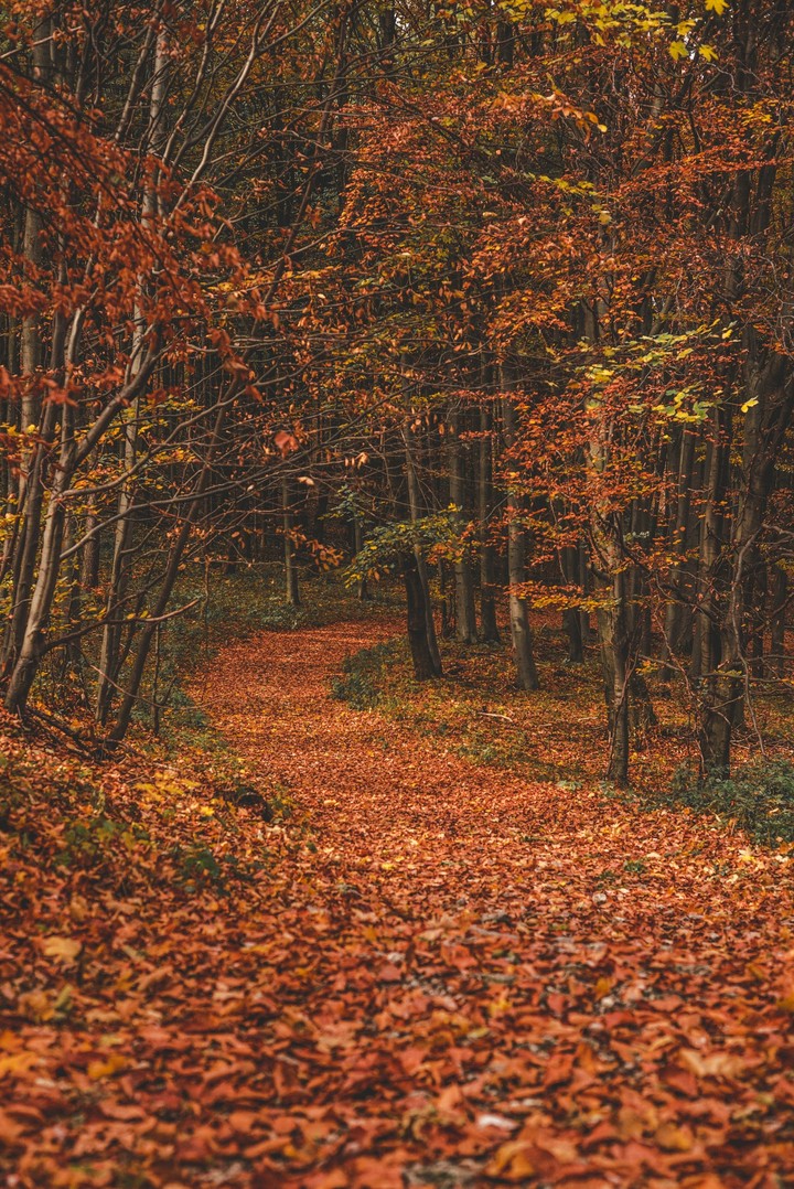 Autumn Forest Trail