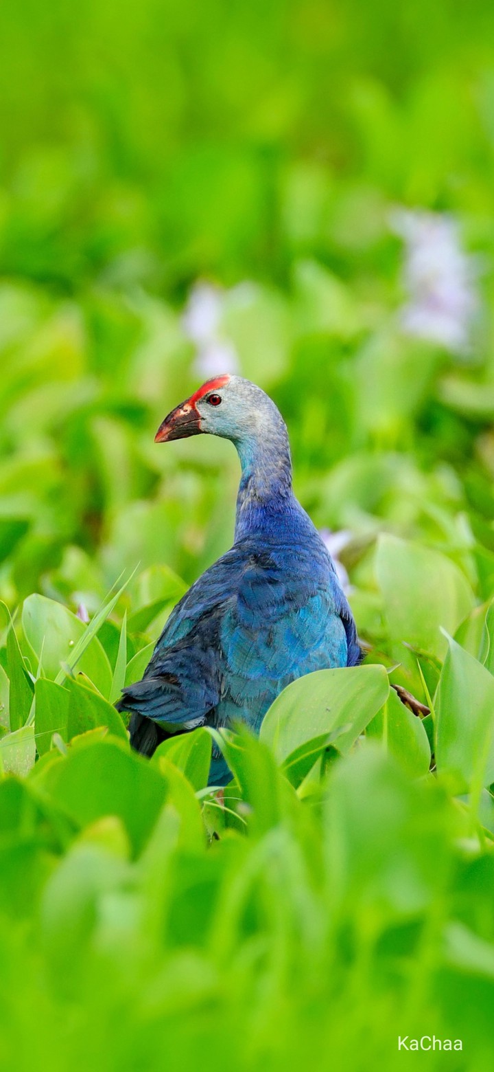 gallinule