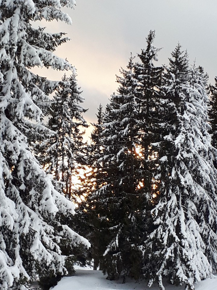 fir tree