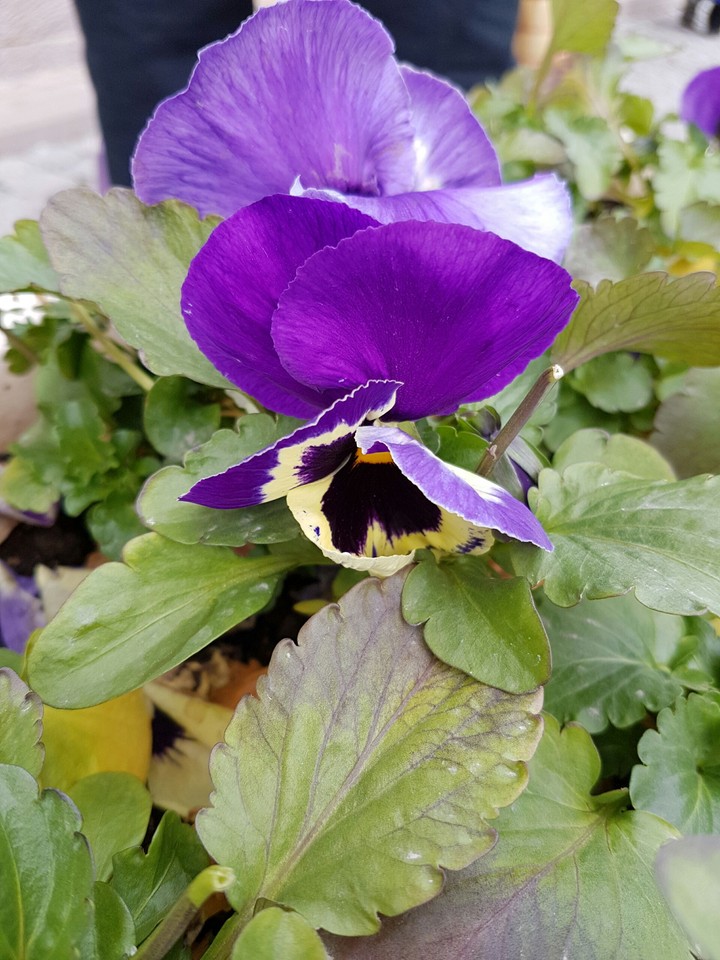 Butterfly-Flower