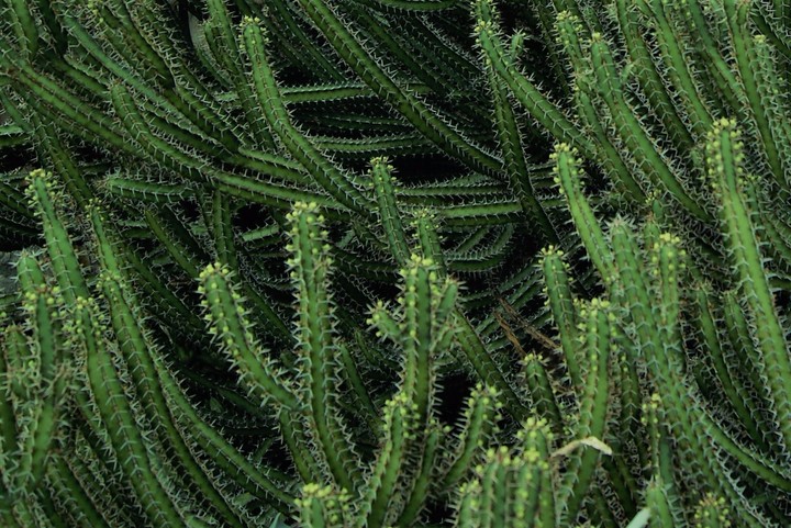 Cacti