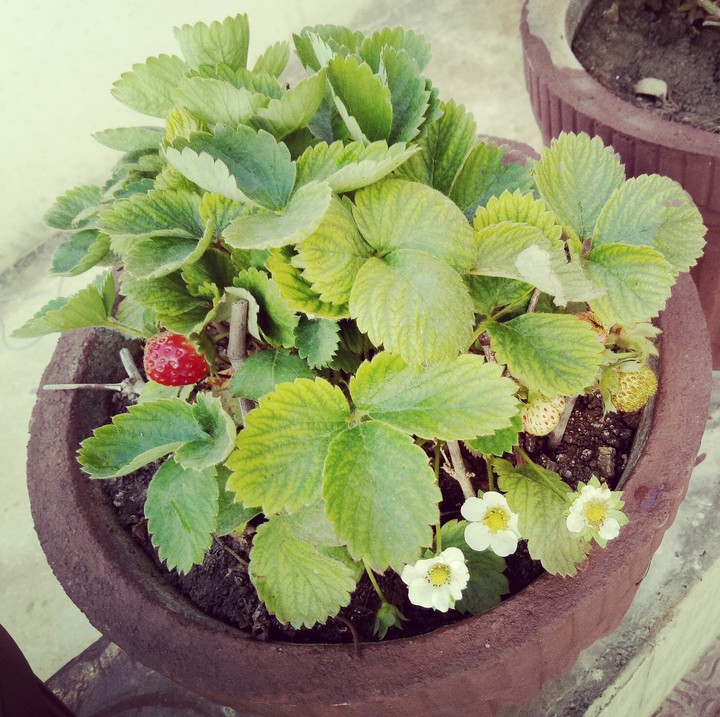 strawberry tree