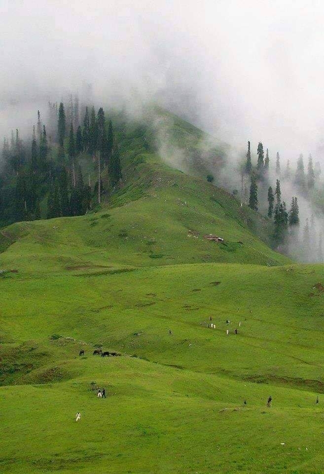 beauty} fog