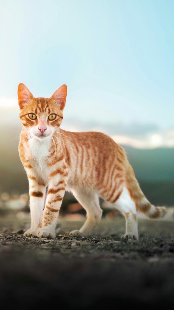 cat