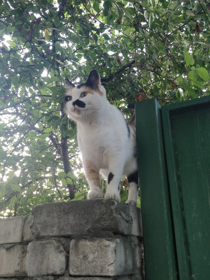 моя