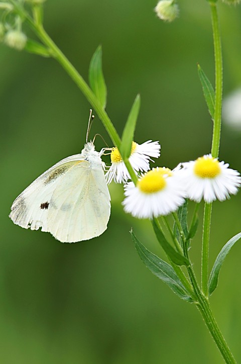 тапети pieris, pollinator