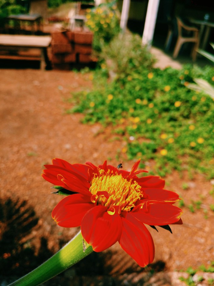 #mobile click